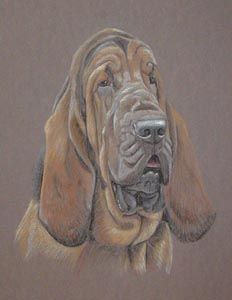 portrait of Murphy - bloodhound