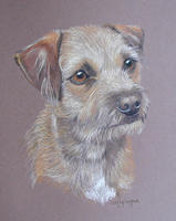 bordeer terrier portrait - candy
