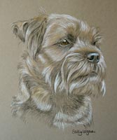 border terrier portrait - Ted
