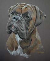 boxer portrait - Eddie