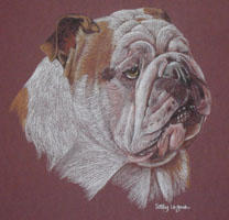 british bulldog - Alfie