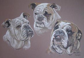 Bulldogs _ Bernard Lucy and 