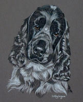 cocker spaniel portrait - Charlie