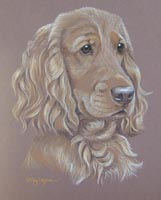 cocker spaniel portrait - Ozzie