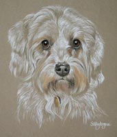 pastel portrait of Dandie Dinmont terrier - Bonny
