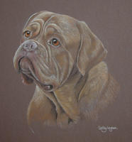 dogue de bordeaux portraits - Ilsa