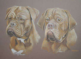 dogue de bordeaux portraits - Reeba and Roly