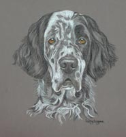 english setters portraits - Yentl