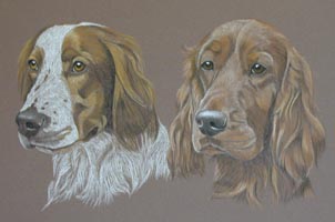 english setter portraits - Dylan and Hendrix