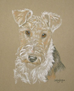 pastel portrait of fox terrier - Jack