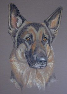 pastel portrait og german shepherd dog , Kublai gsd