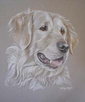 golden retriever portrait - Sheeba