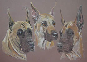 Great Danes - Sierrs Duncan and Rocket