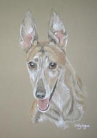 greyhound portrait - Lizzie