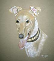 greyhound picture - portrait of Emma