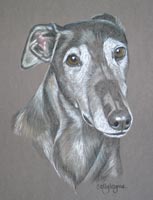 retired greyhound portrait - Looki