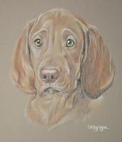 hungarian vizslas- portrait of Charlie