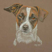 jack russells - portrait of Lewis