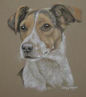 Jack Russell - portrait of Morag