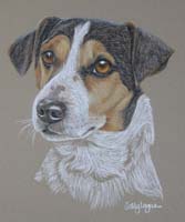 jack russells - portrait of Russ