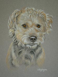 lakeland terrier portrait - Reg