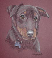 lancashire heeler picture - portrait of Dylan