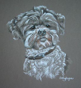 pastel portrait of  lhaso apso Benji