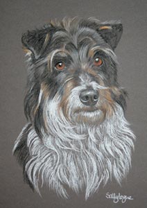 pastel portrait of Sealyham Jack russel terrier - Thimble