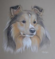 shetland sheepdog portrait of Buster