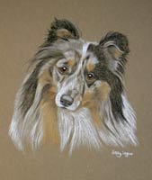 sheltie portrait - shetland sheepdog picture - Charlie
