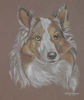 sheltie portrait - Nitrous