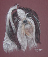 shih tzu portrait -  Clarissa