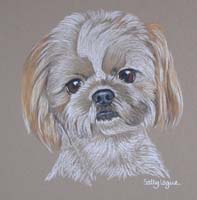 shih tzu portrait - Lotti