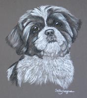 shih tzu portrait - Oscar