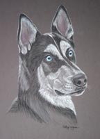 siberian husky picture  - portrait of Innuka