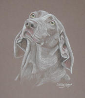 weimaraner picture - portrait of Holly