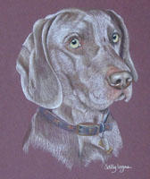 weimeraner picture - portrait of Stobart