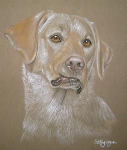 yellow lab portrait - Legend