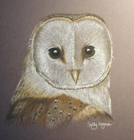bird portrait - picture of owl - Barney