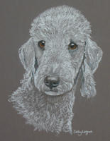 bedlington terrier portrait - Freddie