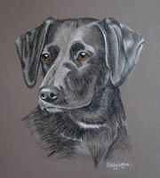 Black lab dog portrait - Bess