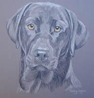 Black Lab - Trevor