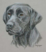 black lab portrait Beauty