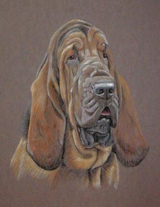 bloodhound - murphy