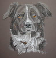 Border Collie - Bracken