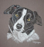 Border Collie dog portrait - Dillan