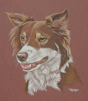 Red Border Collie - Geri