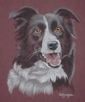 Border_Collie_Meg