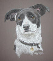 Border Collie dog portrait - Poppy
