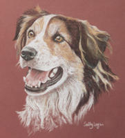 tri-colour border collie dog portrait - Sam